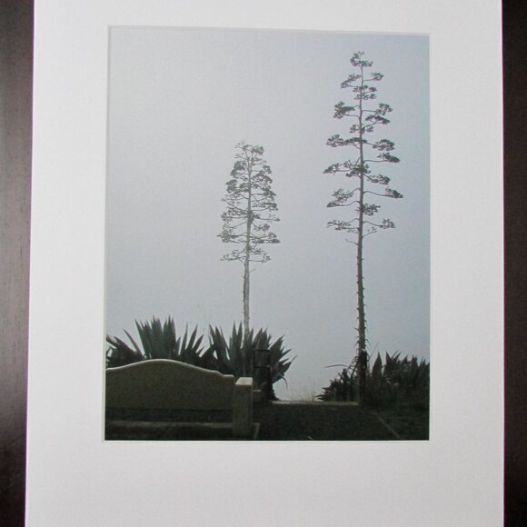 NWT Photography Print Matted - Agave near Carquinez Bridge 11"x14" - Picture 2 of 2